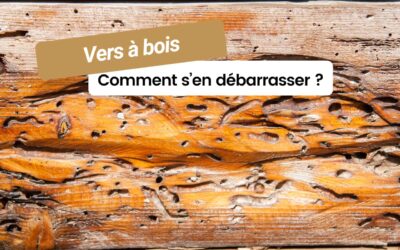 Vers à bois : les comprendre et s’en débarrasser