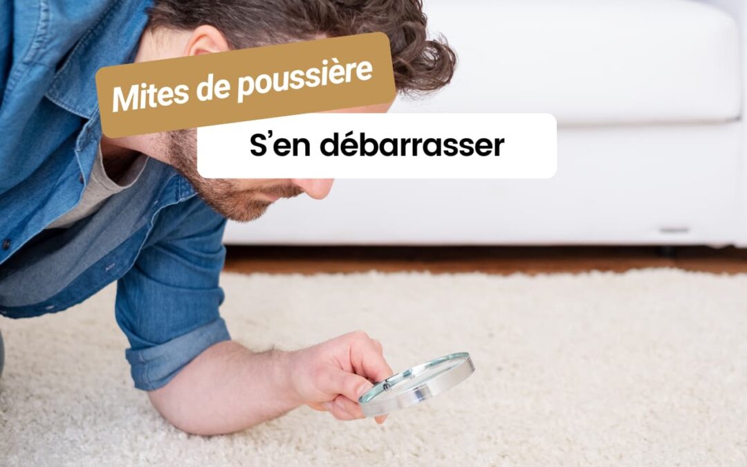 Les mites de poussière : comment les identifier et s’en débarrasser efficacement