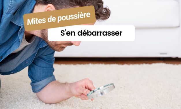 Les mites de poussière : comment les identifier et s’en débarrasser efficacement