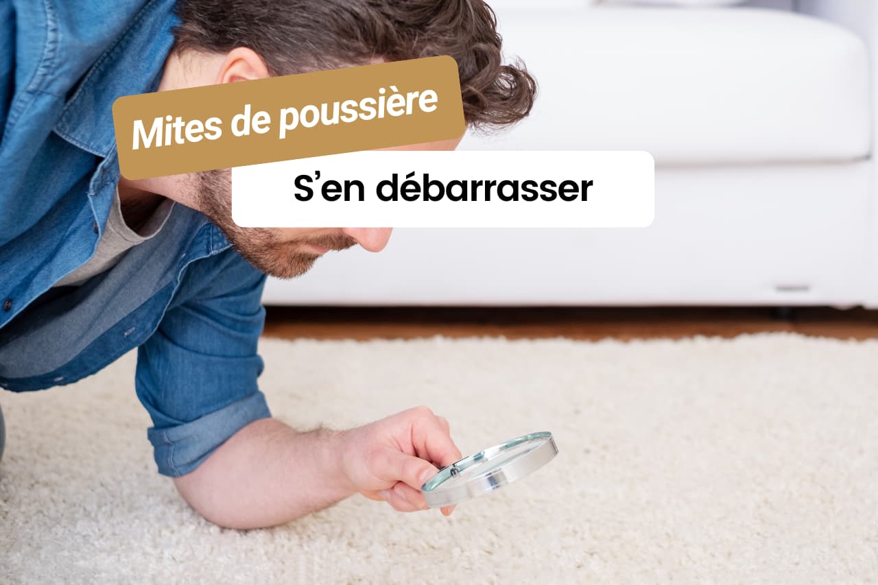 Les mites de poussière