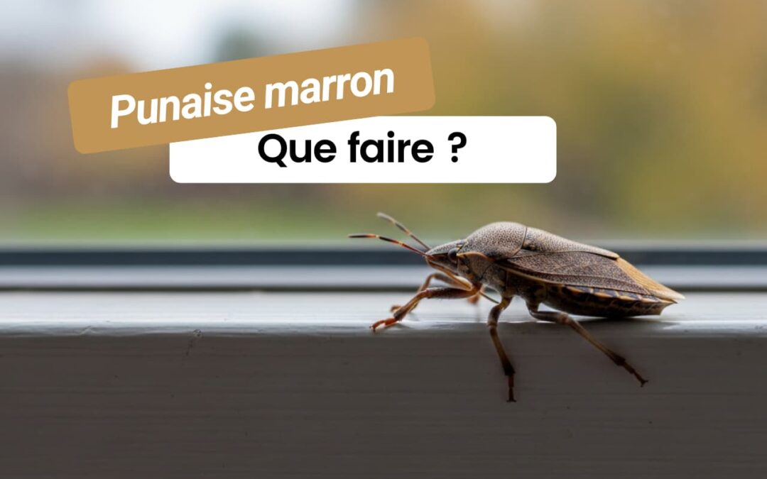 Punaise marron dans la maison : que révèle vraiment sa présence chez vous ?