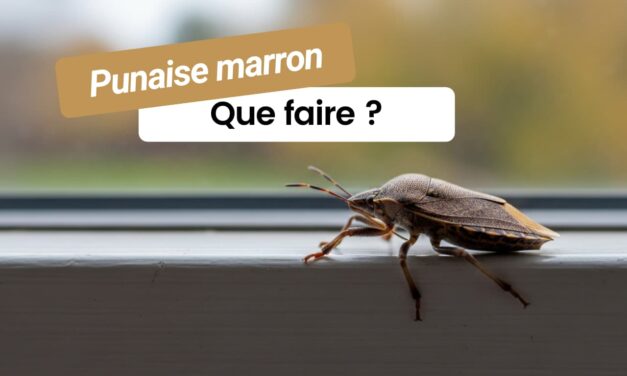 Punaise marron dans la maison : que révèle vraiment sa présence chez vous ?