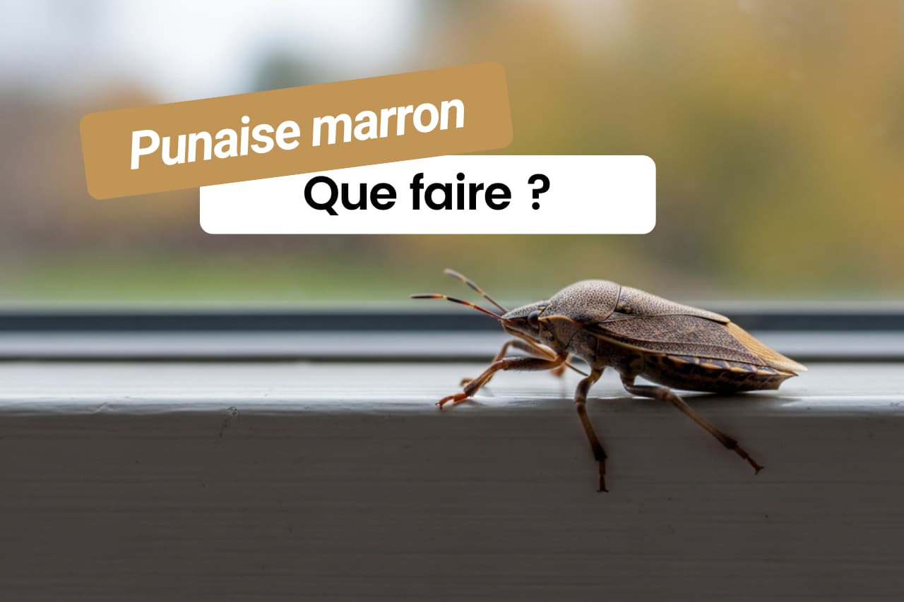 Punaises marrons dans la maison que faire
